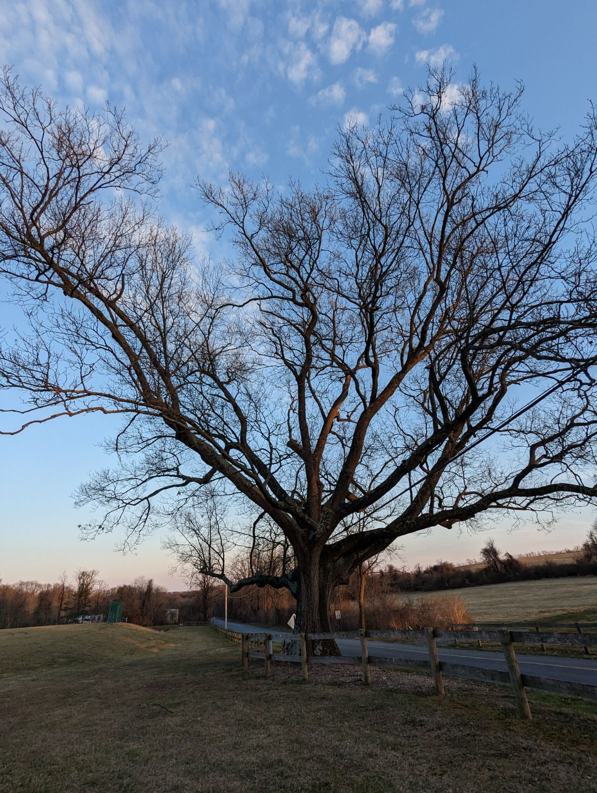 flings towing black oak tree layton park coatesville pennsylvania storm clean up_18 Fling's Towing 50-ton wrecker moving a massive 1700s era black oak tree at Layton Park in Coatesville, PA
