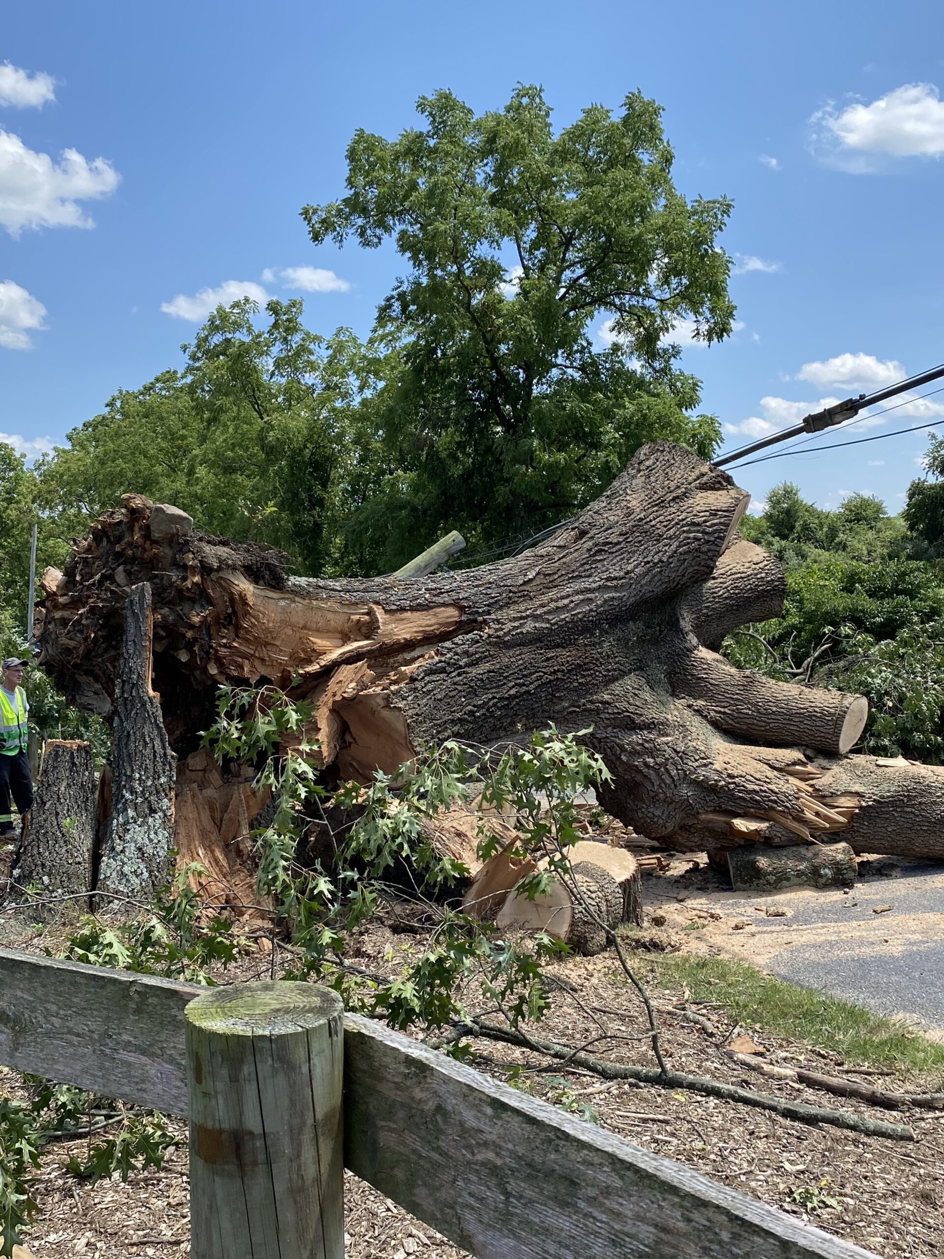 flings towing black oak tree layton park coatesville pennsylvania storm clean up_2 Fling's Towing 50-ton wrecker moving a massive 1700s era black oak tree at Layton Park in Coatesville, PA