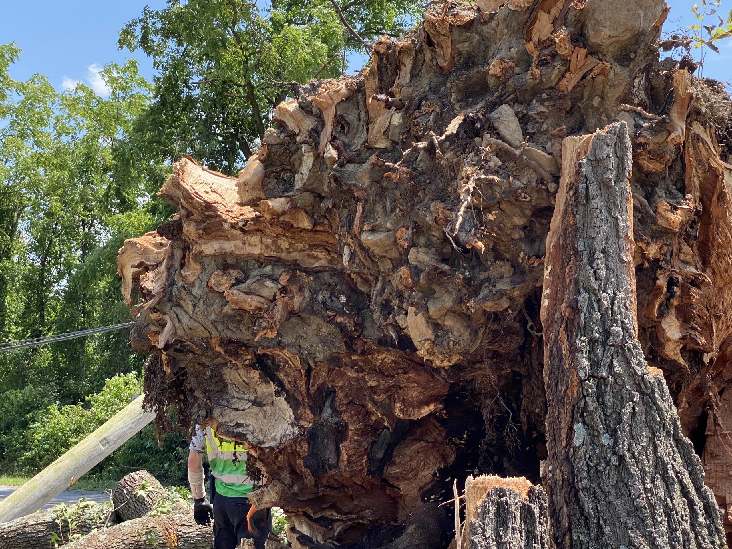 flings towing black oak tree layton park coatesville pennsylvania storm clean up_4 Fling's Towing 50-ton wrecker moving a massive 1700s era black oak tree at Layton Park in Coatesville, PA